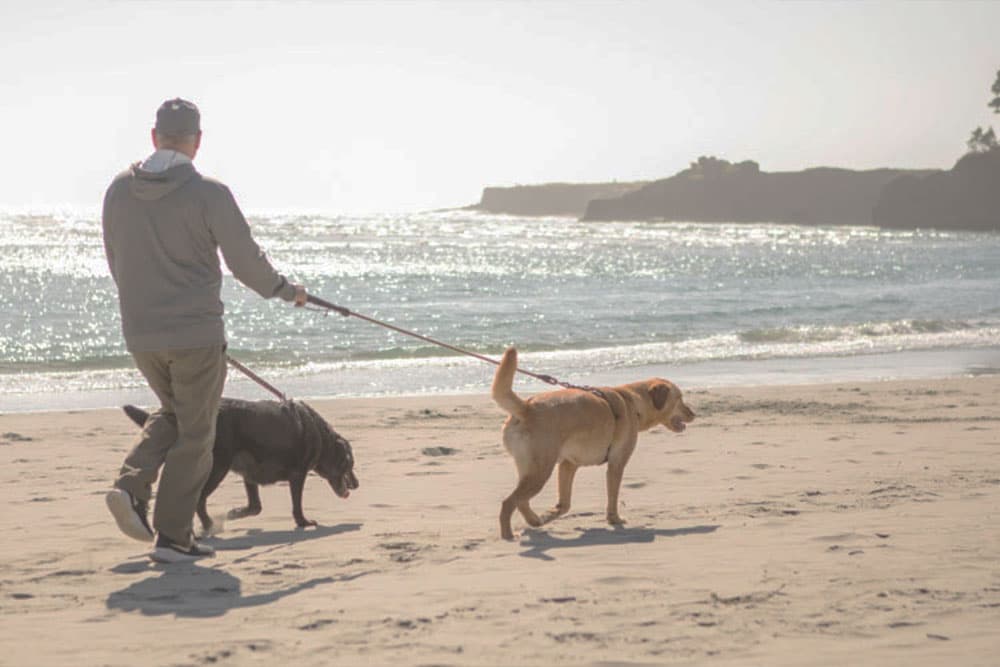 Man walking along beach with two dogs